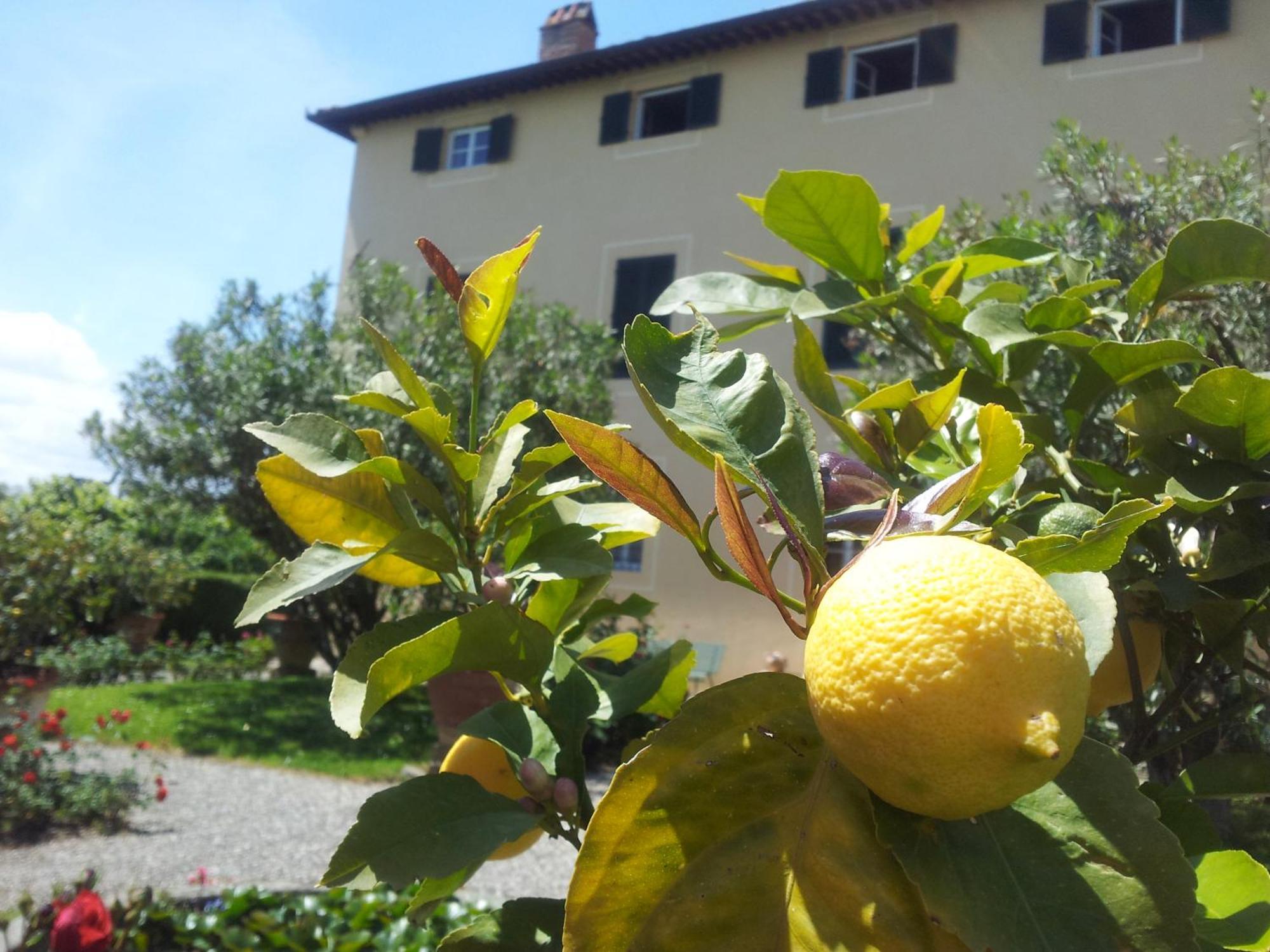 Fattoria Gambaro Di Petrognano Villa Collodi Exterior photo